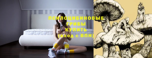 прущие грибы Вязьма