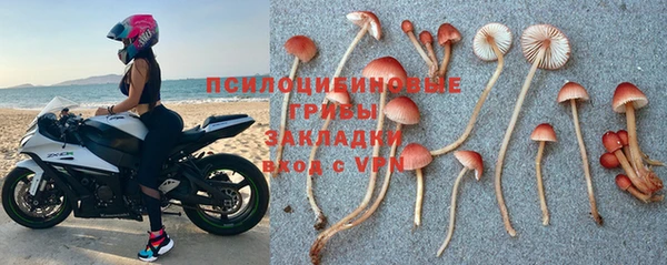прущие грибы Вязьма